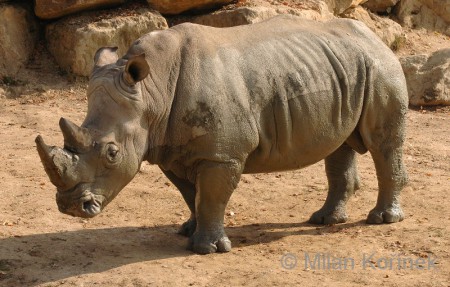 Nosorožec tuponosí